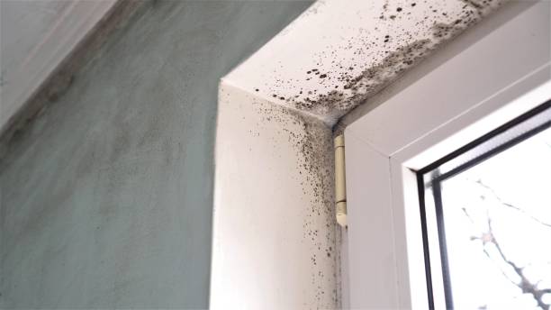 Why You Should Choose Our Mold Remediation Services in Westport, WA